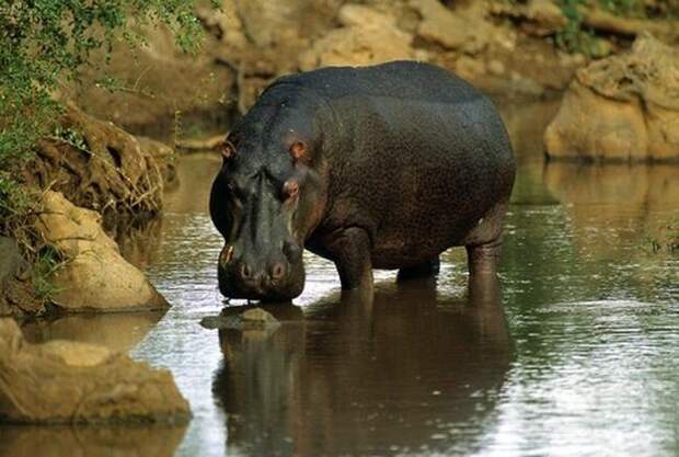 Бегемот. На латыни название обозначает речная лошадь. Бегемот почти всё время проводит в воде, он даже спит в воде. Но бегемот считается родственником свиньи, так как имеет больше общего со свиньями, а не с лошадьми.