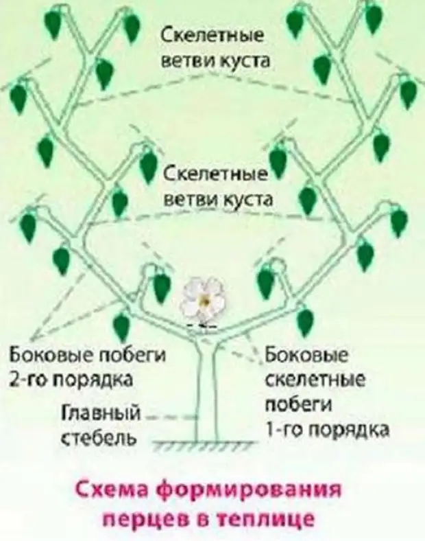 Схема прищипывания перцев