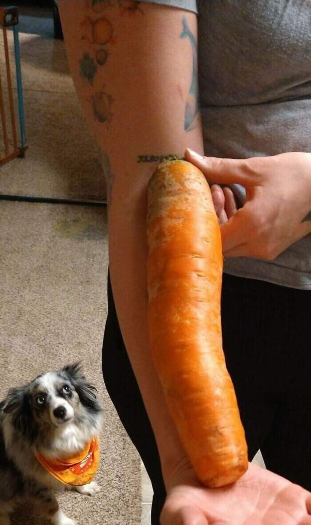 Морковка уродилась