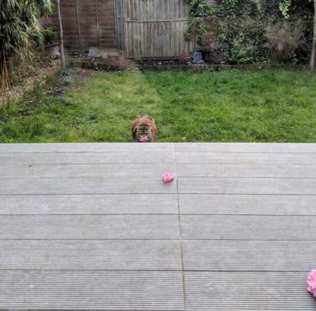 Тайный поклонник ежедневно приносил женщине цветы, но был пойман с поличным