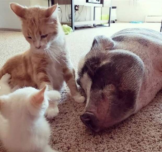 Свинка и коты