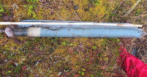 В шведском болоте нашли 9,6‑тысячелетнюю ДНК бурого медведя из южной популяции