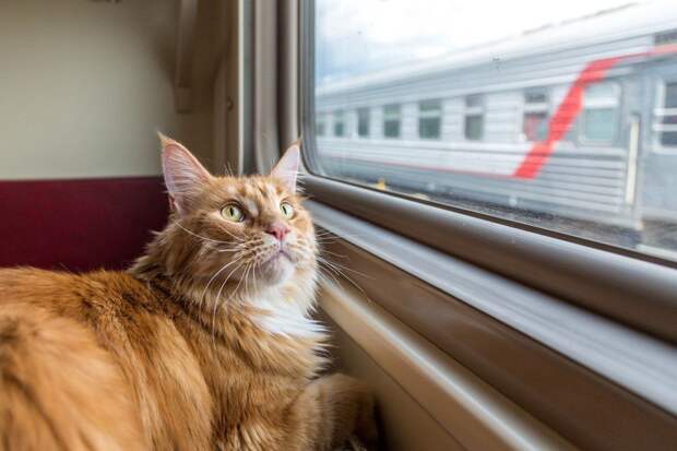 Компания РЖД изменила систему перевозок животных после инцидента с котом Твиксом