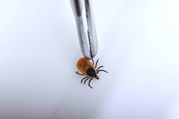 Атака клещей начнется в неожиданно ранний период