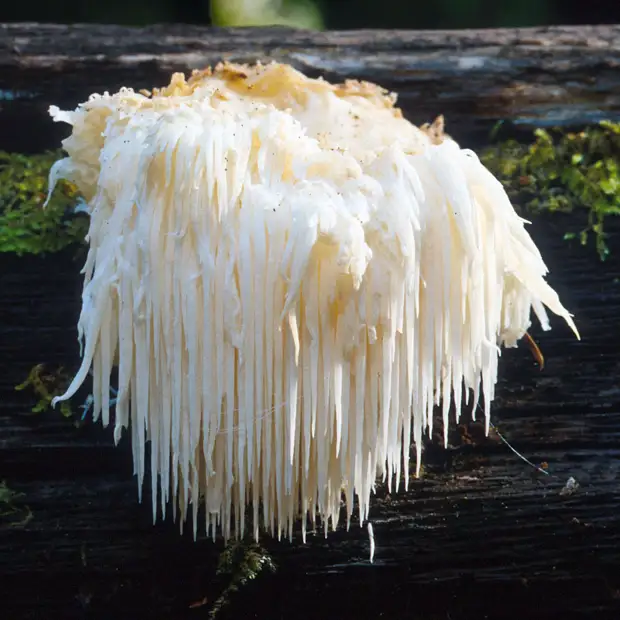 9 самых странных видов грибов в мире