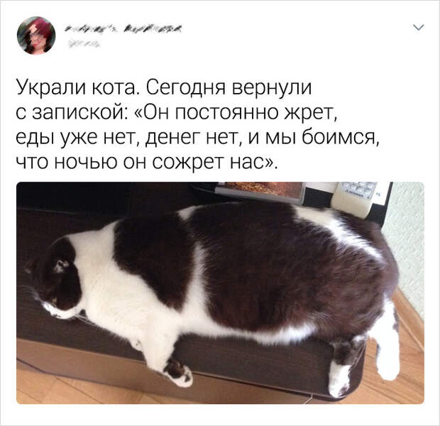 20 питомцев, справиться с буйным нравом которых под силу только их хозяевам