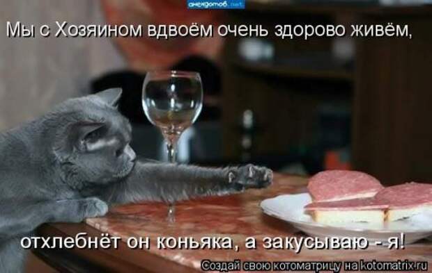 Свежая котоматрица для всех (38 фото)
