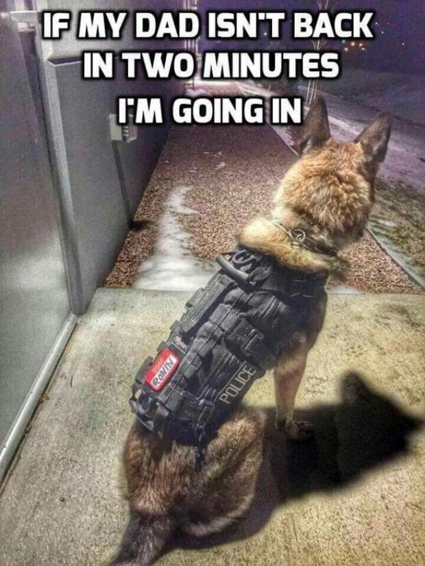 service dog memes always bring out the smiles 3 Service dog memes always bring out the smiles (40 Photos)