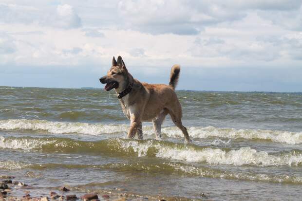 собака на море