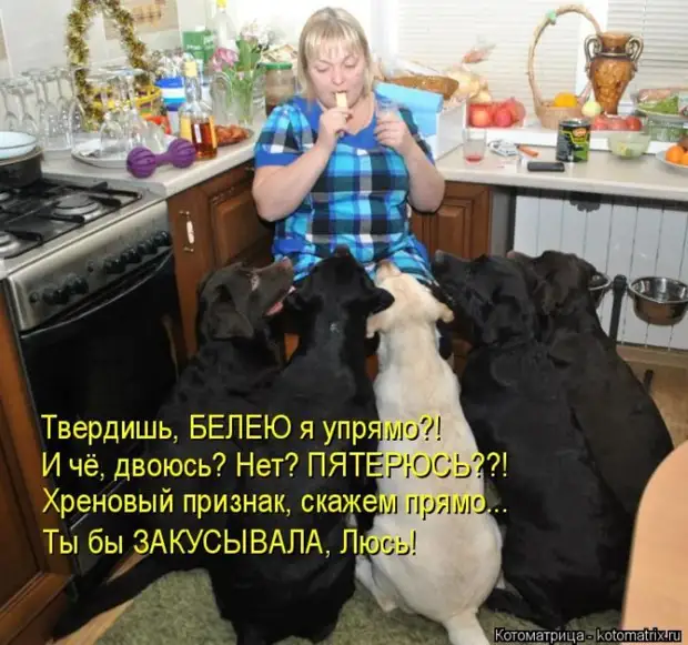 Лучшие котоматрицы