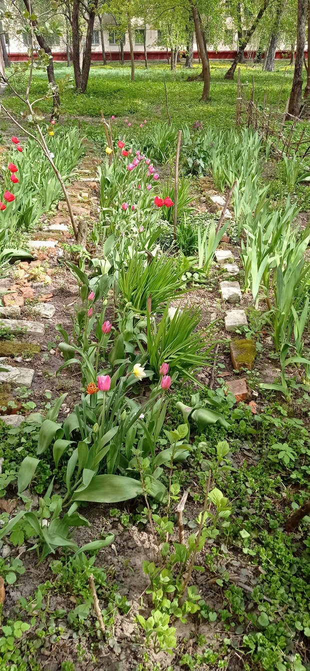 Сад во дворе за май