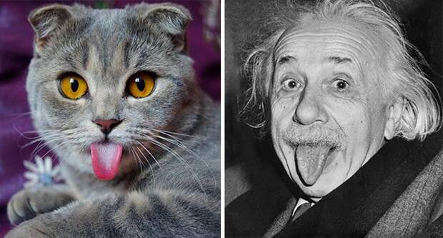 cat look like, коты похожие на знаменитостей, коты похожие на нечто другое