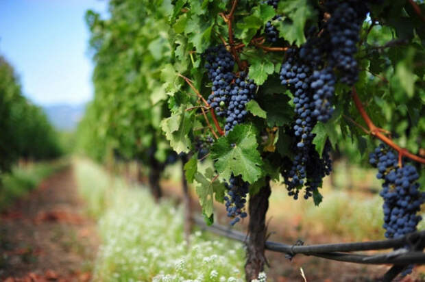 За 2019 год в Севастополе заложены 533 га новых виноградников