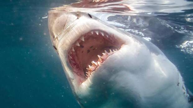 Стали известны новые подробности нападения акулы на туристку в Египте