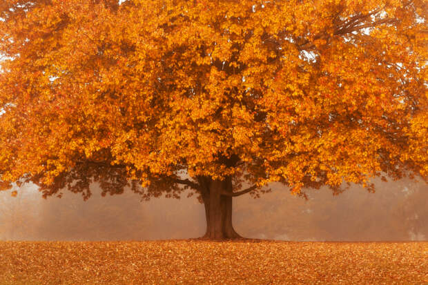 Orange Tree by Joe Matzerath on 500px.com