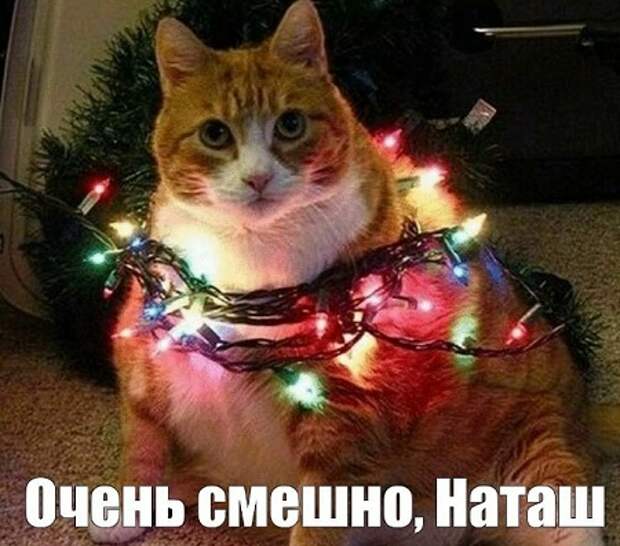 Месть кота)