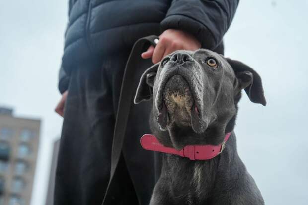 Эксперт Карапетьянц: новый ГОСТ сделает города удобнее для владельцев собак