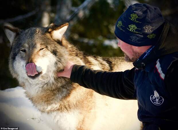 Волки, несмотря на то, что могут привыкнуть к человеку — не одомашниваются. Каждое новое поколение волчат нужно заново учить не бояться человека. 