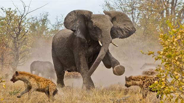 Приглашённый гость: африканский слон. Они тоже славятся долгой жизнью, доходящей до 80-90 лет.