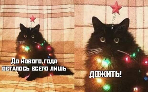 Шутки, мемы и картинки про Новый год