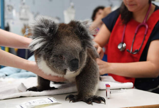 Коала лечится у ветеринара в Аделаиде, Австралия