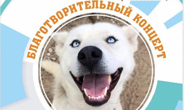 В Архангельске пройдёт благотворительный концерт в помощь приюту «Четыре лапы»