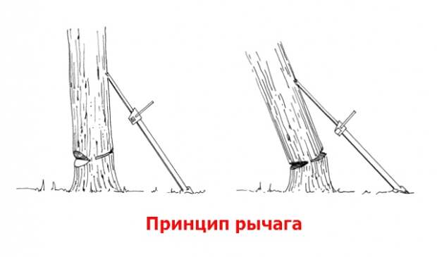 Как правильно спилить дерево и завалить его в нужном направлении