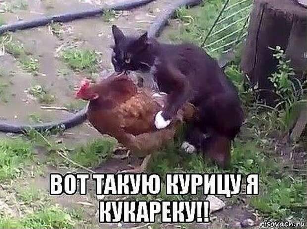 Приколы картинки с надписями (13)