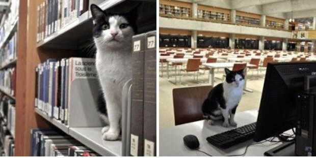кошки делают мир лучше