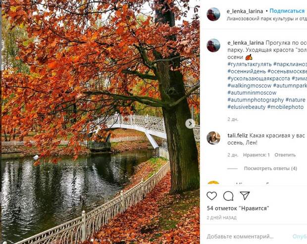 Посетитель Лианозовского парка уместила в одном фотокадре три вида водоплавающих