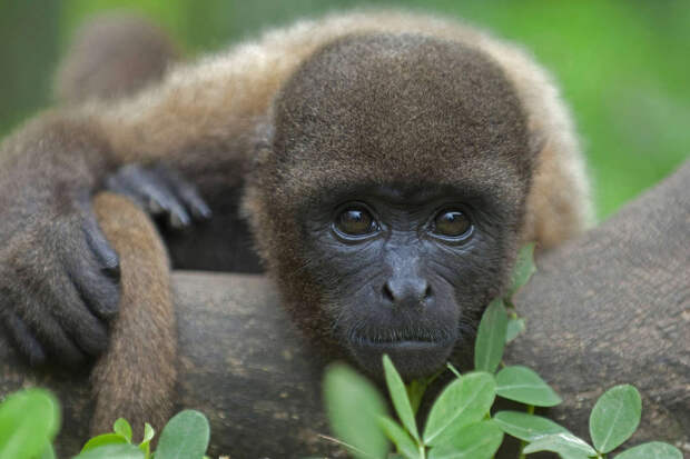 PLOS One: открыт новый вид обезьян из семейства, давшего начало Homo sapiens