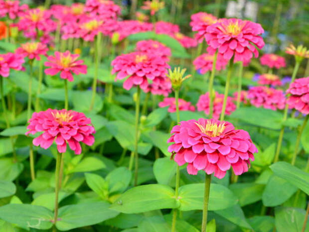 Цинния изящная - один из самых любимых садоводами декоративных красивоцветущих однолетников