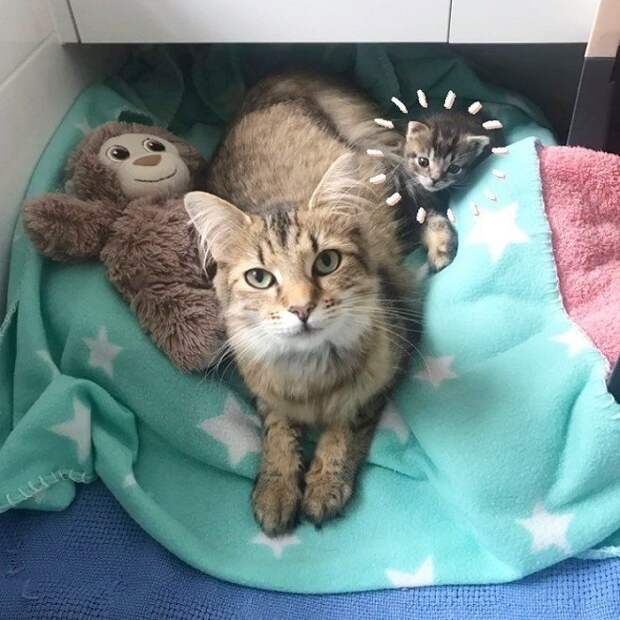 Кошка лежит Зеленоглазая кошка