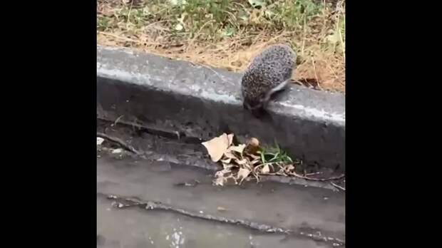 Video: Клип @donetskdnr_vk