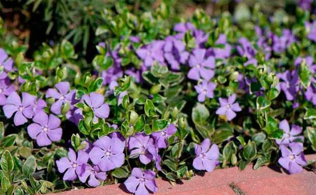 Лекарственное растение Барвинок малый (Vinca minor)