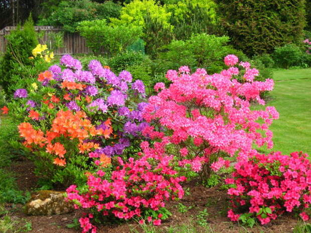 Цветение рододендронов Цветение рододендронов