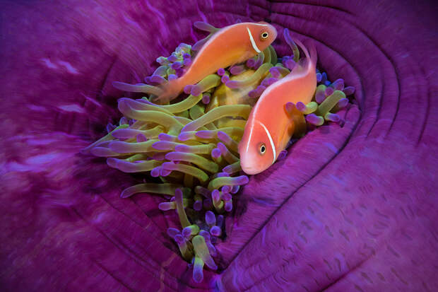Анемоновые рыбы в их красочном доме.