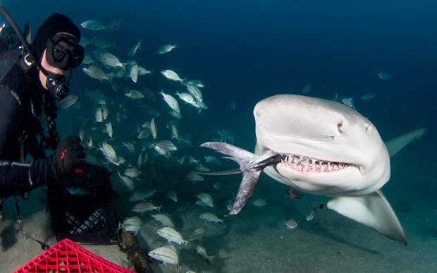 Кормление акул у берегов Флориды