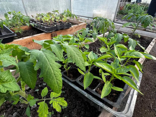 100 мл под корень: эта подкормка превратит хилую рассаду перца в мощные кусты