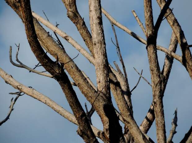 Тряпичные «украшения» на ветках перед домом на Уржумской убрали