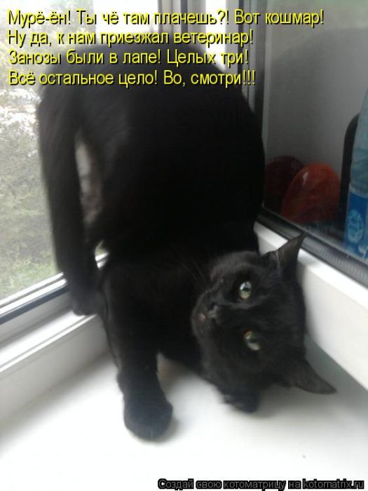 Лучшие котоматрицы недели Лучшие котоматрицы недели
