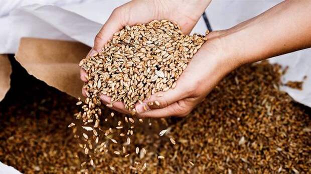 Минсельхоз России прогнозирует урожай зерна в 130 млн тонн