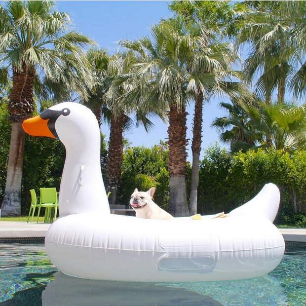 Rich Dogs Of Instagram: о жизни состоятельных собак