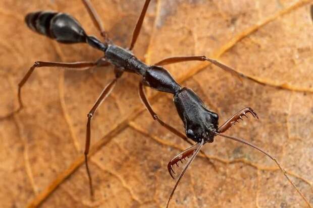 Как воюют самые жестокие муравьи из Флориды