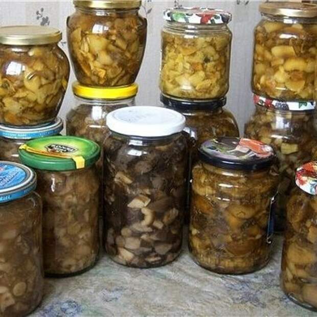ТОП-10 заготовок из ГРИБОВ на зиму