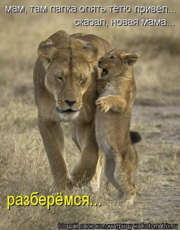 Смешная котоматрица