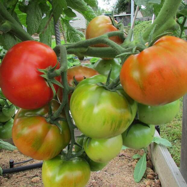 sladkie_sorta_tomatov4