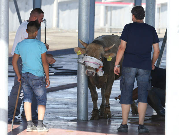 Около 16 тысяч человек пострадали в первый день Курбан-байрама в Турции