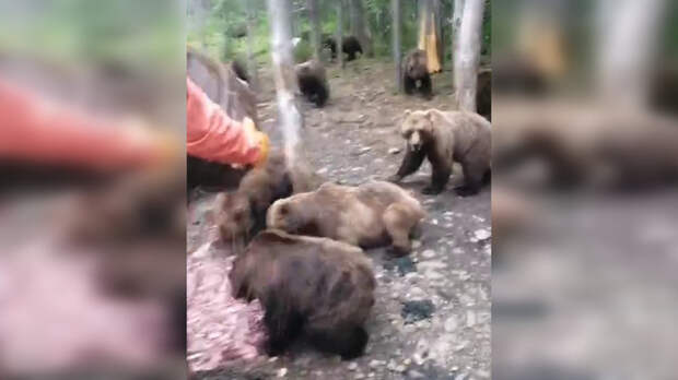Подкормка медведей / Кадр из видео: