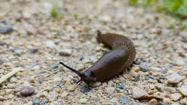 Специалисты «Мосприроды» назвали испанских слизней безопасными для людей
